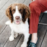 Ospedale Veterinario Pingry - blog img 3 1