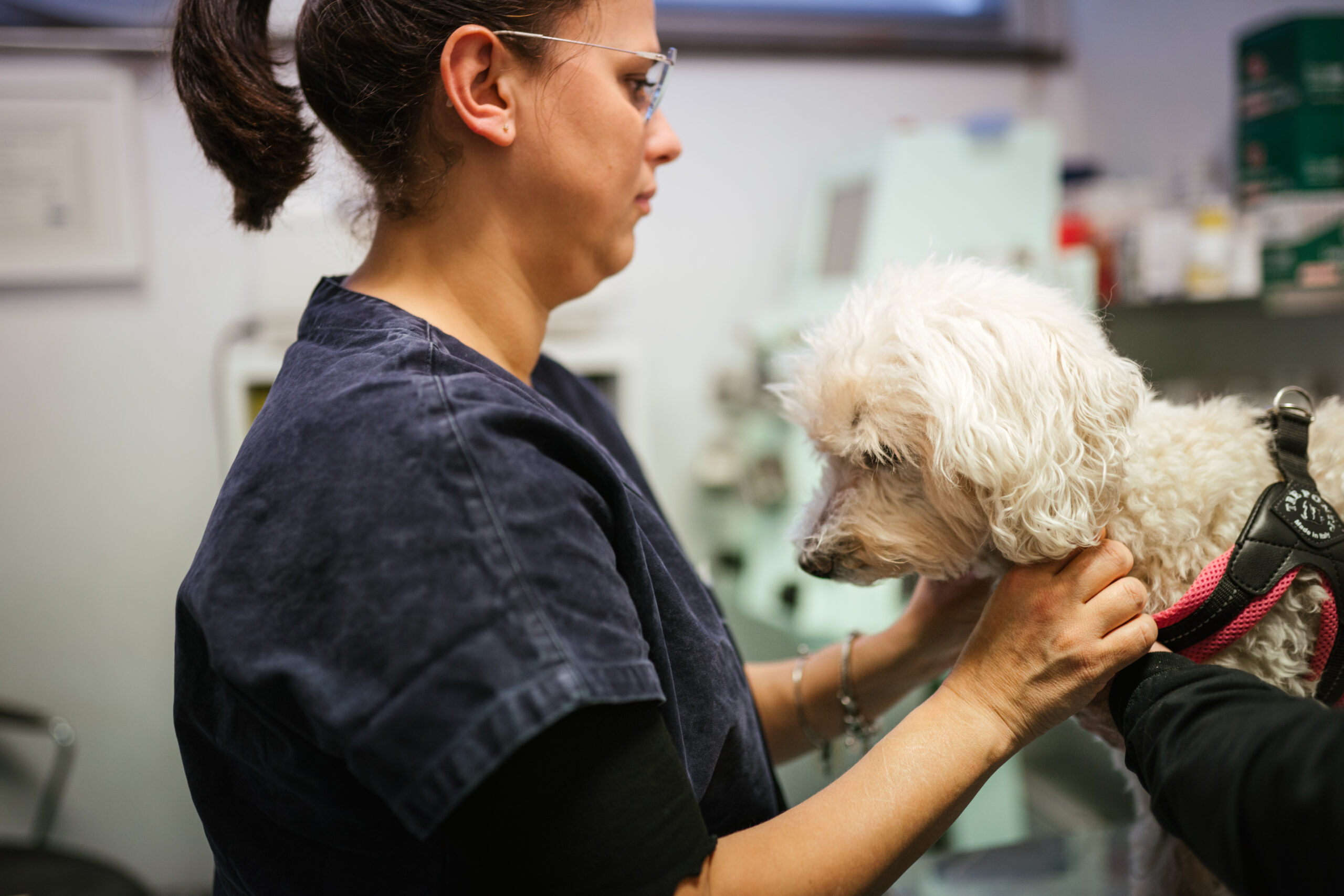 Ospedale Veterinario Pingry - Pingry 2019 30 scaled