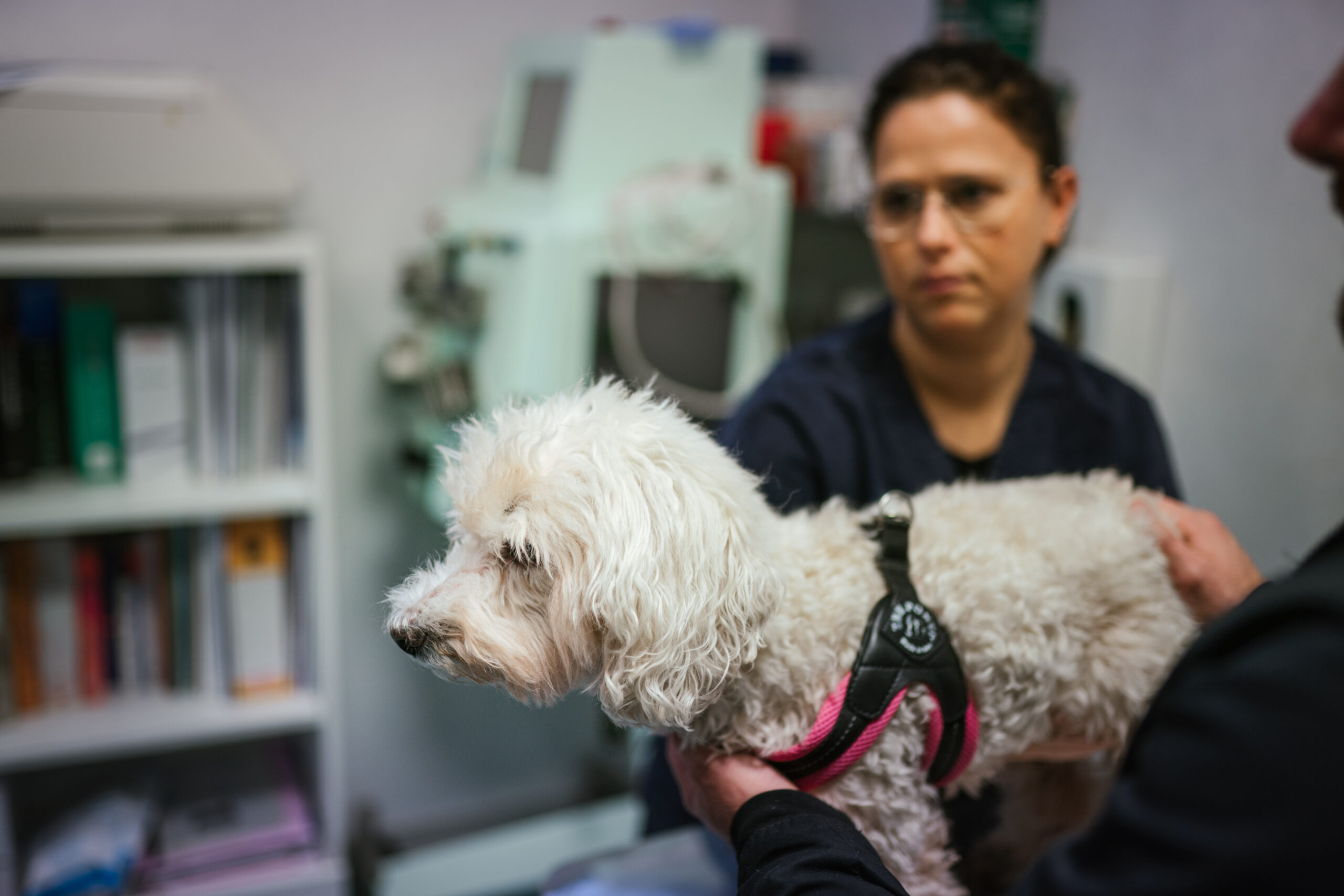 Ospedale Veterinario Pingry - Pingry 2019 32 scaled